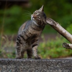 猫写真家・沖 昌之のブログ　野良ねこちゃんねる。　