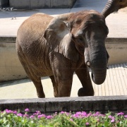 アフリカゾウとお花
