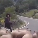 この羊は完璧にコメディをわかっている。羊の群れと道で出くわしたときの悲劇。海外の反応