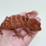 爬虫類倶楽部仙台店ブログ