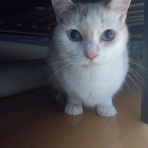 ﾈｺﾁｬﾝのﾆﾝｹﾞﾝ育成日記