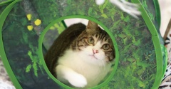 獲物に集中する猫。