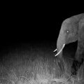 夜にしか現れない、アフリカ伝説の「幽霊ソウ」の正体がフンのDNA解析で明らかに