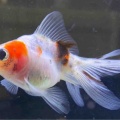 🐟金魚•メダカ入舎情報‼️