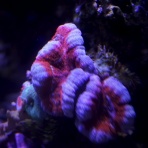 鳥啼魚