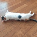 床にべったりシリーズ