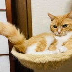 おてんば茶々姫