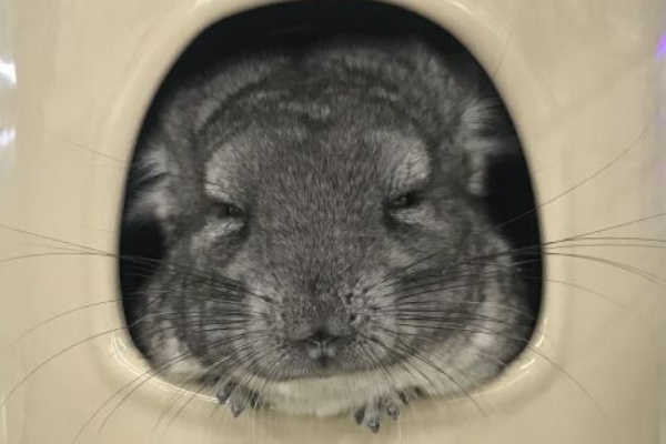 チンチラを向かるための準備とは 必要なグッズを見てみよう 動物情報発信