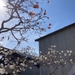 大阪の歴女と歴犬