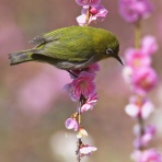 「すずめとヒヨドリの解放区」続き