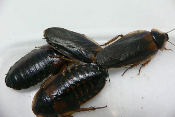 デュビア Candleブログ