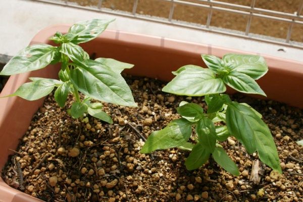 プランターマニアックス バジル