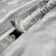 ネネちゃん、泣いてるの？何かあったの？