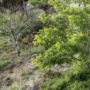 新緑 萌え萌え！