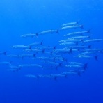 石垣島ダイビングブログ