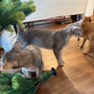 クリスマスツリーを出しました