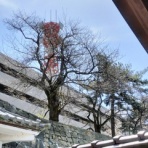 今日もルチャルチャ