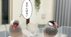 兄たんは、丸い