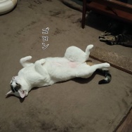 息子が育てるオクラの収穫！と、鶴のイメージ翼つくりました。