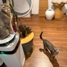 牛せり鍋の夜ごはん