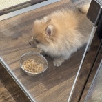 広島県呉市 ペットショップワンラブ呉焼山店のスタッフブログ