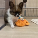 お店の子紹介🐕