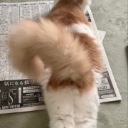 姉の家の猫が甘えてくれた話と名古屋でのランチ