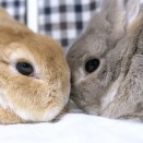 並んでいたらもっと幸せ