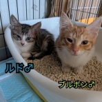 青梅ニャンだふる☆Life