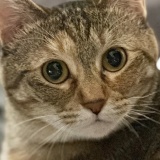 愛猫マジック