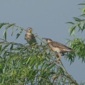 2026年7月19日の野鳥公園