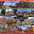 京都ぶらり旅~善峯寺/アートの旅2026秋号