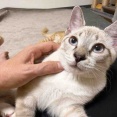 猫の柄の呼び名　20260723