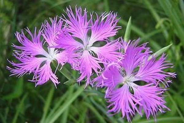 321 種まきし わがなでしこの 花ざかり いく朝露の をきてみつらん 名歌鑑賞のブログ