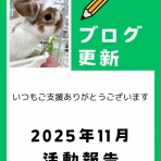 for the RABBIT【保護うさぎの里親探し】