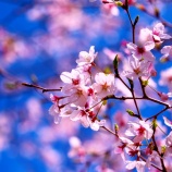 『2026.4 『岡山後楽園  🌸桜林🌸 ①』岡山市北区後楽園』の画像