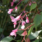 『花心　８　秋海棠』の画像