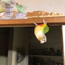 ここちゃんはね🎵