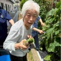 きゅうり・トマト収穫🍅🥒