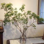 ロマネ’ｓキッチン