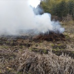 エゴマ・ベンガルの風にのって