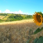 飲食経験40年のblog