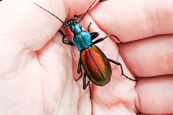 カブクワブリーダー 凛クワカブブリーダー (@RYONRINRIO1062) / X