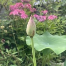 夏至：夏のお花、蓮と果樹たち