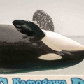 シャチ