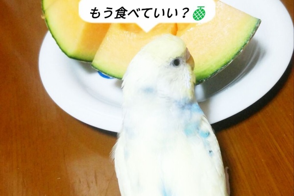 【中古】 インコとあそぼう １/あおば出版/アンソロジー 中古】 インコ倶楽部 1/あおば出版/アンソロジーの通販 by