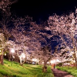 『2026.2 半田山植物園 夜間ライトアップ ❷  / 岡山市北区法界院』の画像