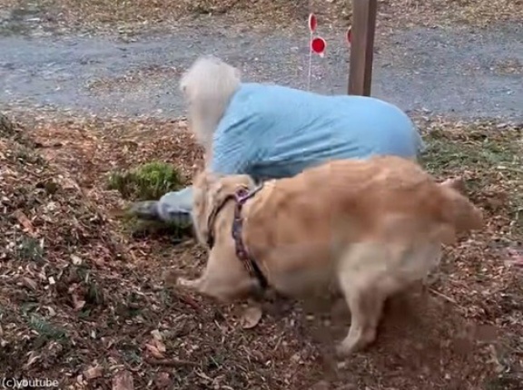 犬がおばあちゃんの庭仕事を手伝う「土を掘るならまかせて！」（動画）