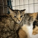 里親さんを待ってる猫たち(1/8)