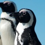 石丸信者のtiktokerが真夏の外にペンギンを連れ出して大炎上